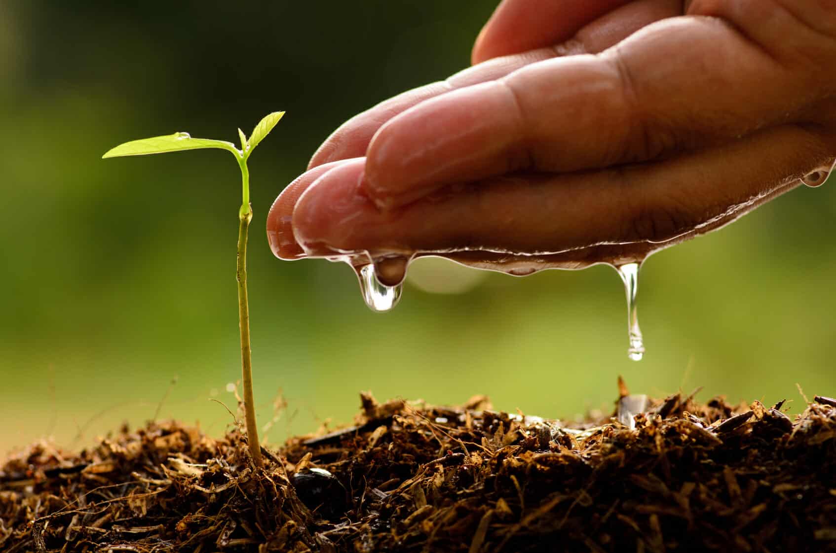 Hand dripping water over a small plant sprouting out of the ground