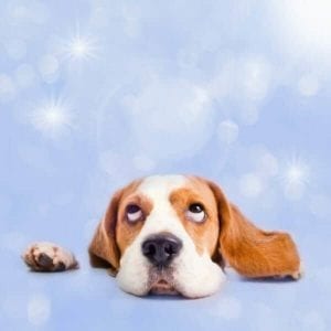 Cute beagle looking up to the sky with his head resting on a table