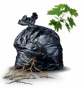 A green sapling tree with leaves and roots bursting out and breaking through from a garbage bag as a metaphor for resilience and determination.