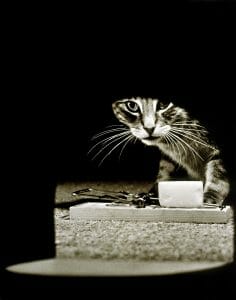 Cat with mousetrap and cheese waiting in front of mouse hole. Signifies divorce strategies of trapping your ex.