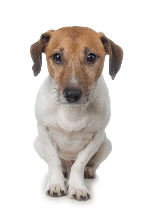 Cute sad dog looking up and wondering who gets the dog in divorce