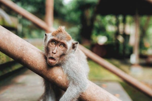 monkey with a stupid look on it's face.