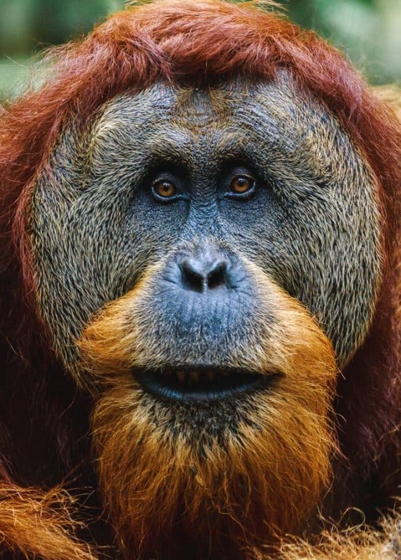 Colorful ape looking into the camera.