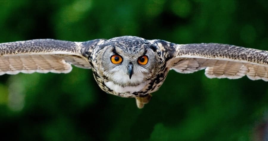 Determined looking owl with orange eyes flying at the camera.
