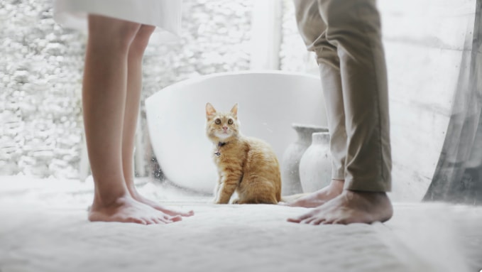 Picture of a cat looking up at a barefoot man and woman who are working on their marriage.